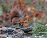 Rode Eekhoorn / Red Squirrel