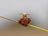 Heideringelrups / Ground Lackey