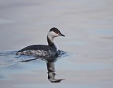 Kuifduiker / Slavonian Grebe