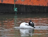 Brilduiker / Common Goldeneye