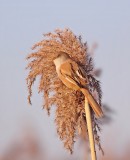 Baardmannetje / Bearded Tit