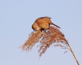 Baardmannetje / Bearded Tit