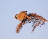 Baardmannetje / Bearded Tit