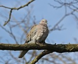 Turkse Tortel / Collared Dove