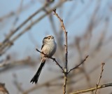Staartmees / Long-tailed Tit