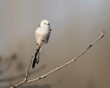 Witkopstaartmees / White-headed Long-tailed Tit