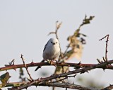 Witkopstaartmees / White-headed Long-tailed Tit
