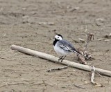 Witte Kwikstaart / White Wagtail