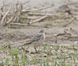 Waterpieper / Water Pipit