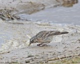 Waterpieper / Water Pipit