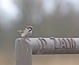 Ringmus / Tree Sparrow