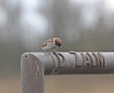 Ringmus / Tree Sparrow