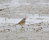 Oeverpieper / Rock Pipit 