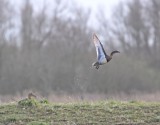 Zomertaling / Garganey