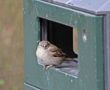 Huismus / House Sparrow