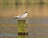 Visdief / Common Tern