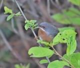 Westelijke Baardgrasmus / Western Subalpine Warbler