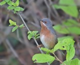 Westelijke Baardgrasmus / Western Subalpine Warbler