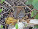 Rosse Woelmuis / Bank Vole
