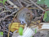 Rosse Woelmuis / Bank Vole