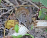 Rosse Woelmuis / Bank Vole
