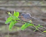 Westelijke Baardgrasmus / Western Subalpine Warbler