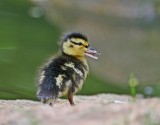 Wilde Eend / Mallard