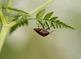 Pyjamawants / Italian Striped-Bug
