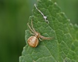 Struikkrabspin / Crab Spider