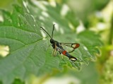 Wilgenwespvlinder / Red-tipped Clearwing