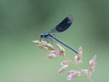 Weidebeekjuffer / Banded Demoiselle