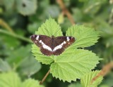 Kleine IJsvogelvlinder / White Admiral