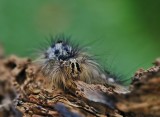 Rups van Plakker / Gypsy Moth