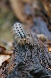 Rups van Plakker / Gypsy Moth