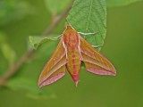 Groot Avondrood / Elephant Hawk-moth