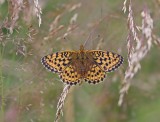 Purperstreepparelmoervlinder / Lesser Marbled Fritillary