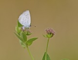 Staartblauwtje / Short-tailed Blue