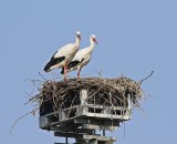 Ooievaar / White Stork