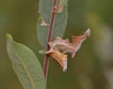 Rups van Kameeltje / Caterpillar of Pebble Prominent