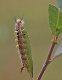 Rups van Witvlakvlinder / Caterpillar of Vapourer
