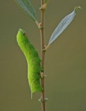 Rups van Pauwoogpijlstaart / Caterpillar of Eyed Hawk-moth