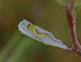 Rups van Hermelijnvlinder / Caterpillar of Puss Moth