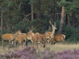 Edelhert / Red Deer