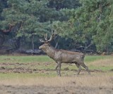Edelhert / Red Deer