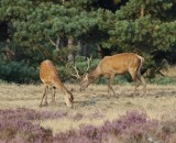 Edelhert / Red Deer