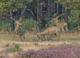 Edelhert / Red Deer