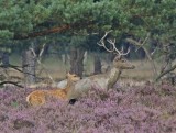 Edelhert / Red Deer