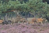 Edelhert / Red Deer