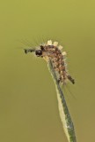 Rups van Witvlakvlinder / Caterpillar of Vapourer
