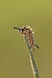 Rups van Witvlakvlinder / Caterpillar of Vapourer